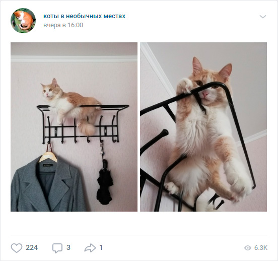 Смешные картинки с котами - один из видов вирусного контента
